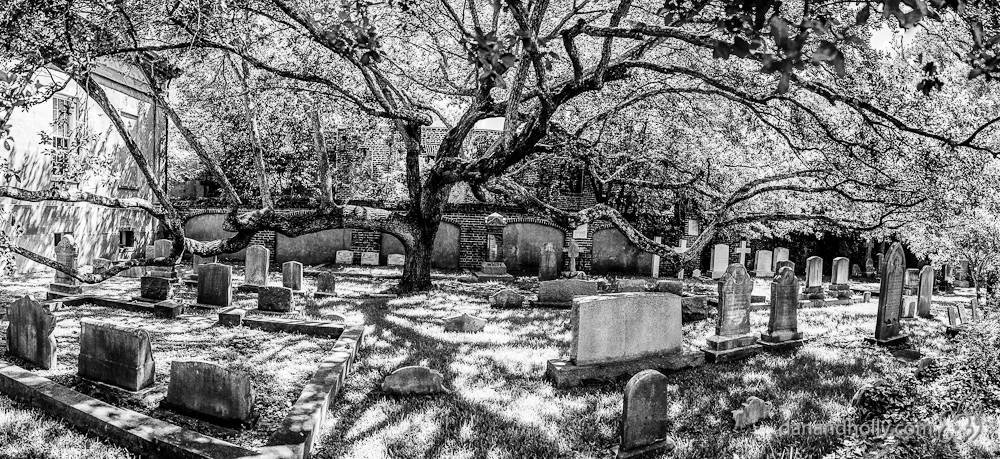 Cemetery Tree in Charleston, SC